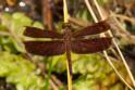 Neurothemis ramburii